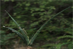 Sansevieria roxburghiana